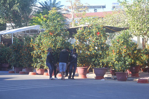 Cúc, quất cháy hàng, giá tăng 400.000 đ/chậu vẫn không có bán